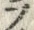 字ラ