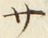 𡨸サ