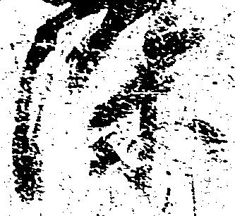 位置定マレル染