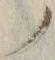 字ノ