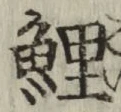 字鯉