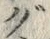 文字グ