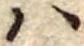 𛂞の位置