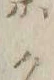 “ク”字