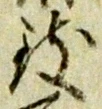 글자 致