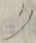 “ク”字